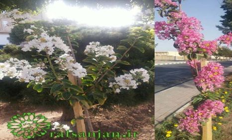 کاشت بیش از یک هزار اصله درختچه توری در سطح شهر رفسنجان