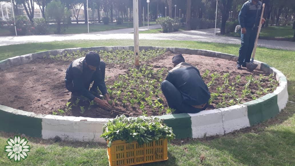 سرپرست سازمان سیما منظر وفضای سبز شهری از آغاز عملیات کاشت گل های فصلی(تابستانه) در سطح شهرخبرداد