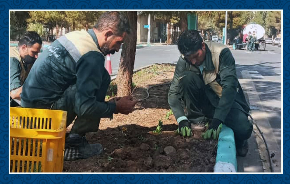 آغاز عملیات کاشت نشاء پاییزه در سطح شهر توسط شهرداری رفسنجان