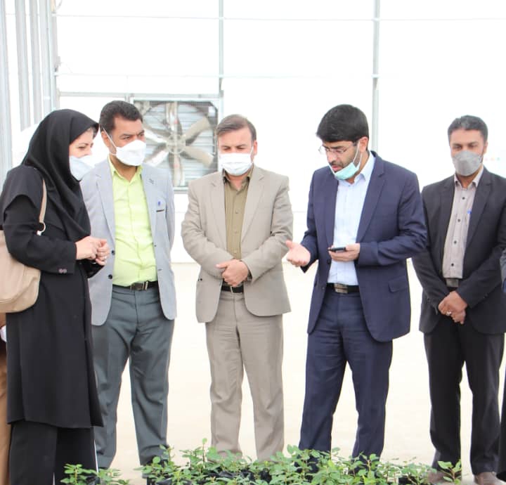 بازدید شهردار و اعضای شورای شهر رفسنجان از مرکز کشت بافت و گلخانه هیدروپونیک
