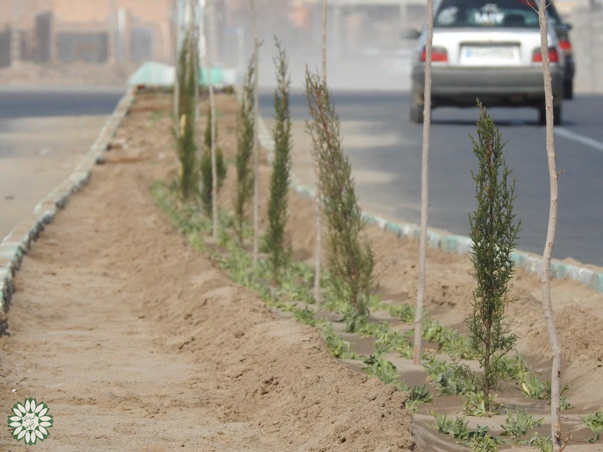 کاشت نهال و درخت در بلوارهای سطح شهر توسط شهرداری رفسنجان