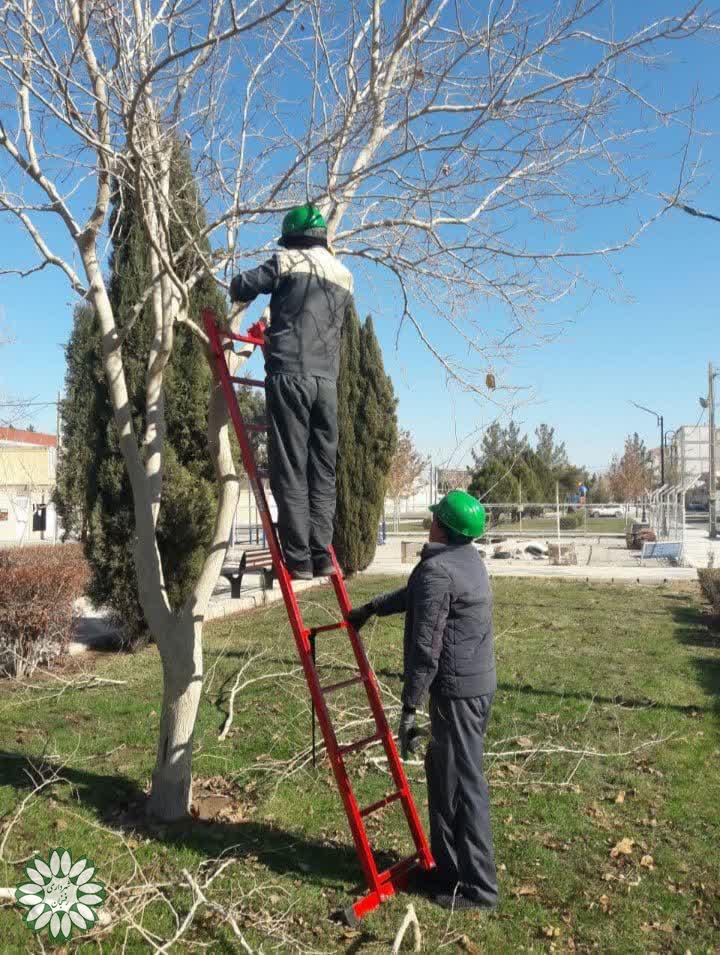 عملیات هرس و بازپیرایی درختان و فضای سبز در رفسنجان آغاز شد
