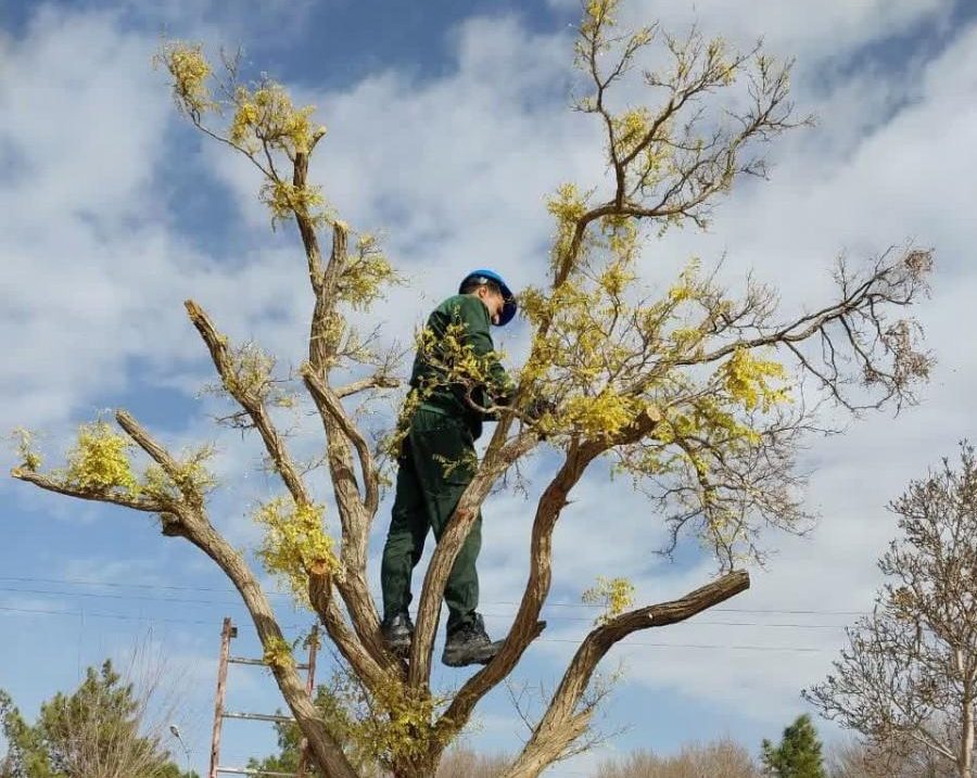 اجرای عملیات هرس و بازپیرایی درختان و فضای سبز در رفسنجان