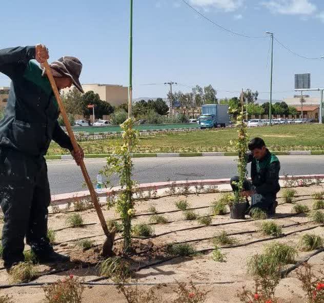گسترش فضای سبز رفسنجان با اجرای طرح گسترده کاشت نشاء و واکاری درختان